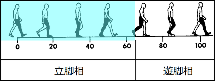 歩行周期説明画像